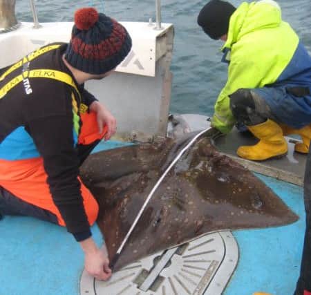 Common skate being tagged in Argyll. Picture: SNH