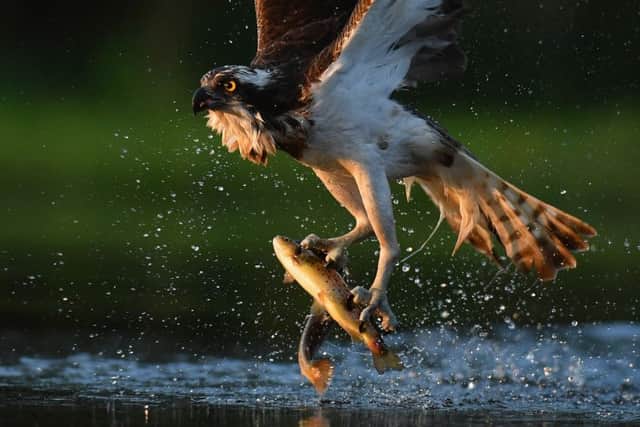 The bird prepares to fly off after landing the fish. Picture: Jeff J Mitchell / Getty Images