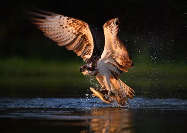 The Ospreys were frightened and flew off, leaving their chicks unattended and vulnerable to predators. File picture: Getty Images/Jeff J Mitchell