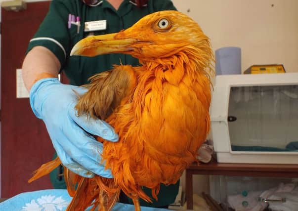 The bird fell in to a container of the food while trying to scavenge a piece of meat from a food factory bin in Wales. Picture: Vale Wildlife Hospital/PA Wire