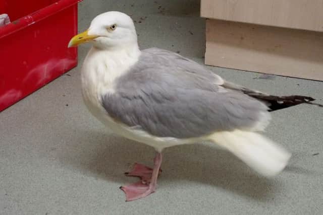 The seagull was cleaned up by workers at an animal rescue centre. Picture: Vale Wildlife Hospital/PA Wire
