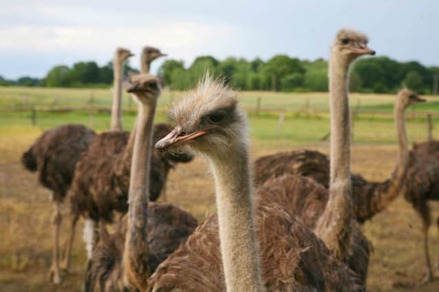 Ostrich farms are just one of the more unusual unregulated investments that have caught the eye of regulators. Picture: Getty