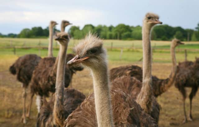 Ostrich farms are just one of the more unusual unregulated investments that have caught the eye of regulators. Picture: Getty