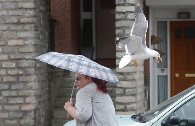 Dive-bombing seagulls are becoming a nuisance in many Scottish towns and cities. Picture: TSPL
