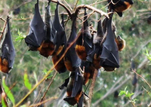 Grey headed flying foxes hang from a tree near Batemans Bay, Australia. Batemans Bay is a picturesque coastal town that always leaves the welcome mat out for tourists. But tens of thousands of visitors of another kind has more than outstayed their welcome - large bats. Picture; AP