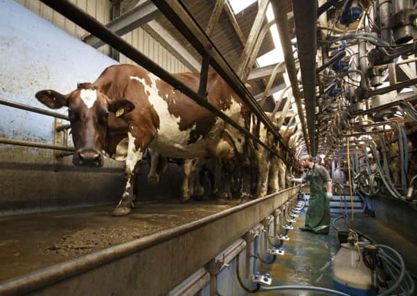 Dairy farms suffered a 14% drop in income last year. Picture: Robert Perry/TSPL