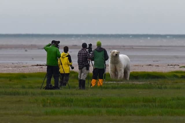 The group gets close to s polar bear. Picture: Lisa Young