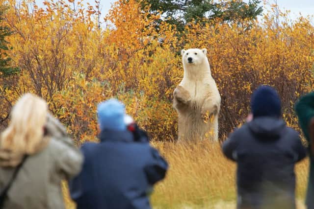A bear stands before a group of photographers. Picture: Lisa Young