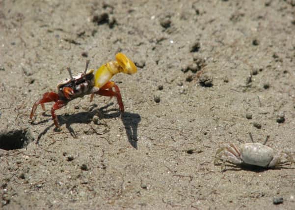 A male banana fiddler crab lures an approaching female into its burrow. Picture: Australian National University / PA