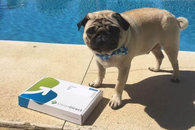 Gizmo the pug enjoys the Malaga sunshine during Tanami's video campaign. Picture: Contributed