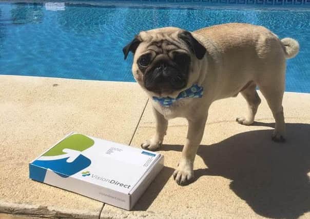 Gizmo the pug enjoys the Malaga sunshine during Tanami's video campaign. Picture: Contributed