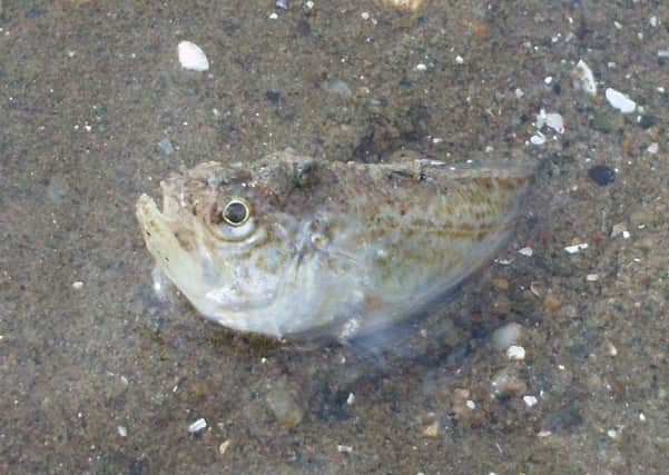 A weever fish was spotted at Ayr Beach. Picture: Gill Hoffs