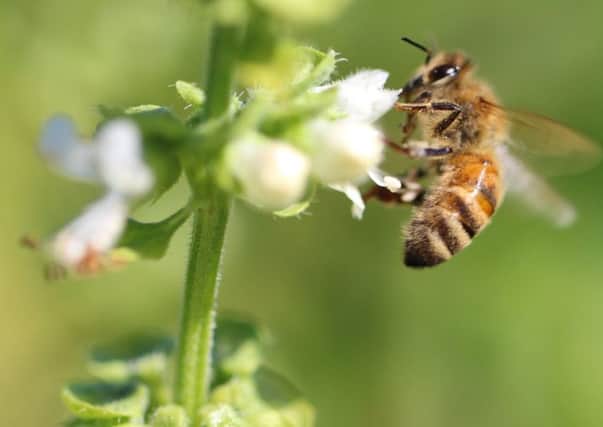 American Foulbrood poses a serious threat to Scotland's bee population. Picture TSPL