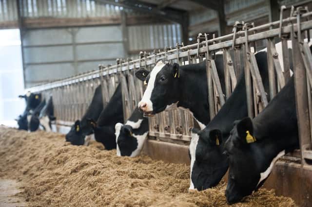 Dairy cows in Kilmarnock. Picture: John Devlin