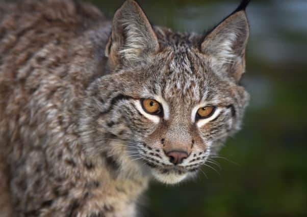 The Eurasian lynx has been absent from the UK for 1,300 years. Picture: Getty Images
