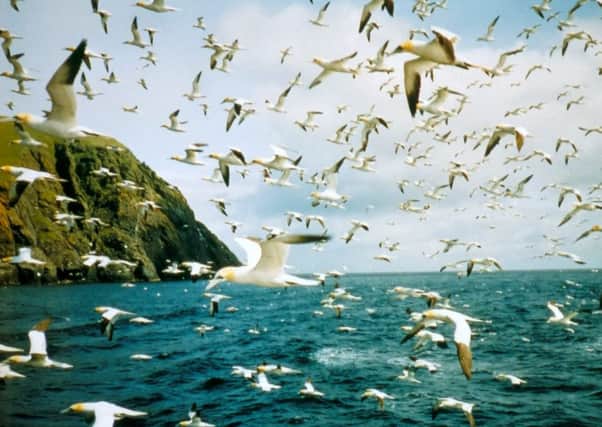 Gannets are one of the seabird species that call St Kilda home, and are being affected by climate change. Picture: SWNS