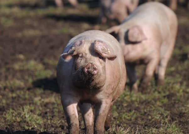 The impact of the Russian import ban is still taking its toll on the pigmeat sector. Picture: Kimberley Powell