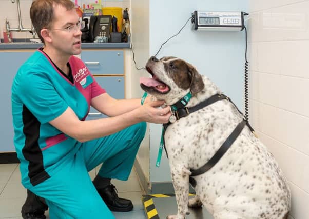 Obese Cilla with PDSA Vet Stephen Mcardle.