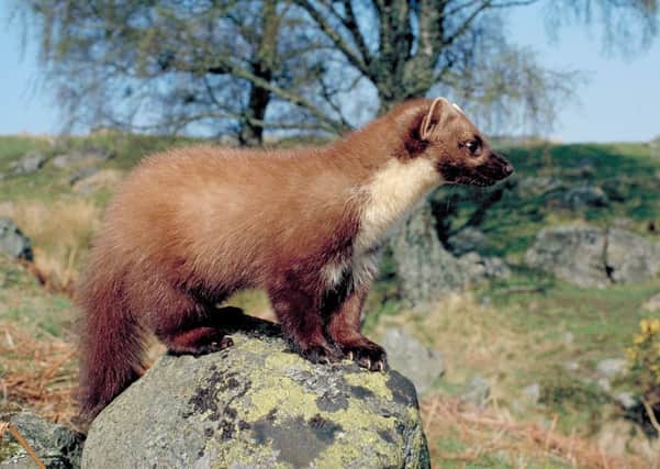The discovery of a pine marten in Perthshire woods could stall housing plans. Picture: Lorne Gill/SNH