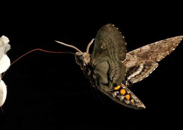 Highland cliff rescue mission sparked by student studying moths at night-time. Picture: Armin Hinterwirth/PA Wire