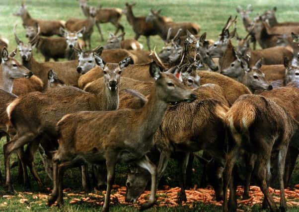 Increasing numbers are entering the deer farming sector. Picture: Ian Rutherford/TSPL