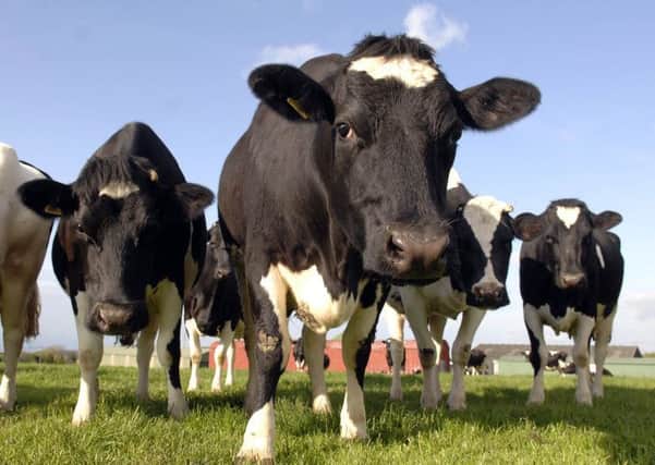Spot prices for milk have increased. Picture: Ian Rutherford/TSPL