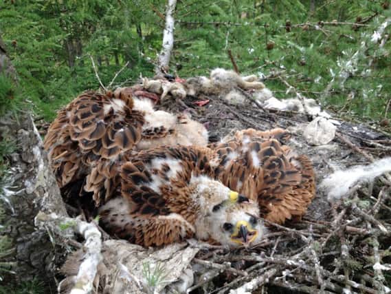 Kites and Pants. Red Kite chicks on a bed of stolen underwear. Licensed bird ringers found branded pants and random socks under the chicks.