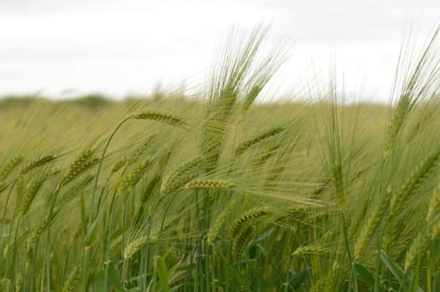 New initiatives like the International Barley Hub, deliver highly innovative solutions. Picture: JHI