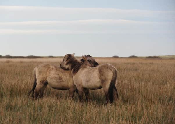 The wild ponies at Strathbeg are a breed native to Poland.