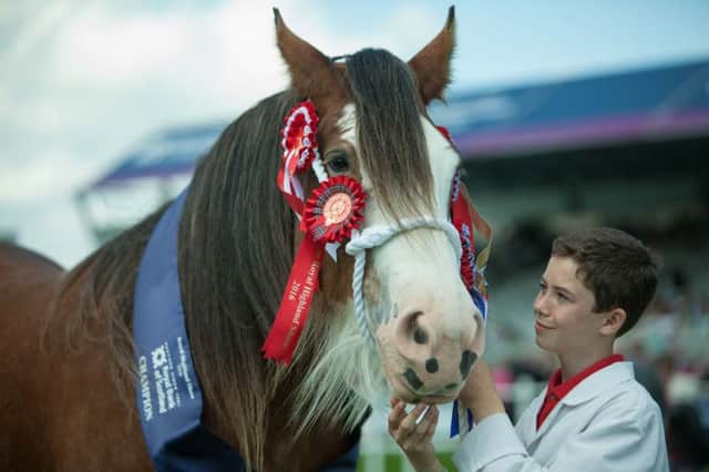 Craig Hanna with Macfin Diamond Queen, the Clydesdale Overall Winner, garlanded in rosettes. Picture: TSPL