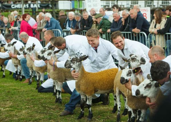 Judging continued in the sheep championships yesterday, with many classes have strong numbers of entries. Picture: Toby Williams