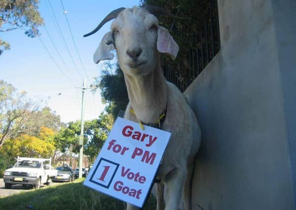 Gary the Goat is bidding for PM's job. Picture: Facebook