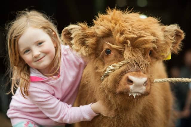 Claire Buchanan with Jimmox the baby Highland cow at The Royal Highland Show. Picture: Toby Williams