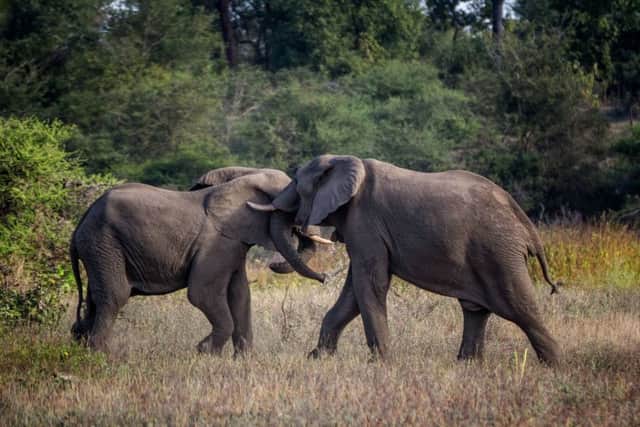African elephants at Liwonde National Park