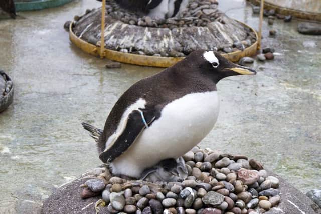 A gentoo penguin at Edinburgh Zoo's penguin pool. Picture: SWNS