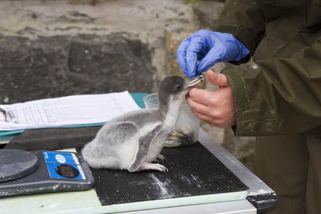 A gentoo penguin chick is weighed. Picture: SWNS