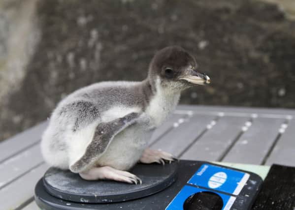 A gentoo penguin chick is weighed. Picture: SWNS