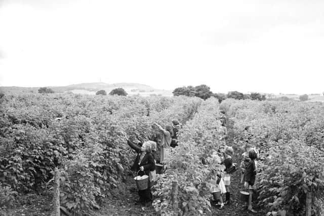 Children Berry-picking at Gilliesfaulds Fruit Farm  - near Cupar - Edinburgh. PIC: TSPL