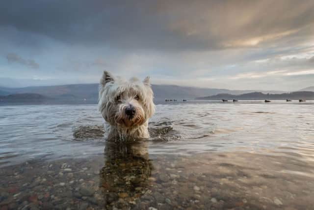 Tom Lowe's four year old Westie, Baxter, emerging from Loch Lomond, which has won 1st place in the Dogs at Play category in the Kennel Club Dog Photographer of the Year competition. Picture: PA