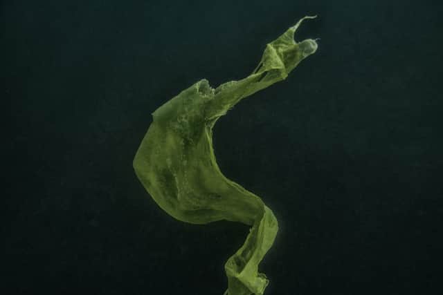 Underwater photos by freediver and photographer Janeanne Gilchrist