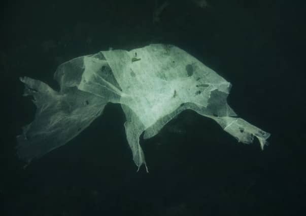 Underwater photos by freediver and photographer Janeanne Gilchrist