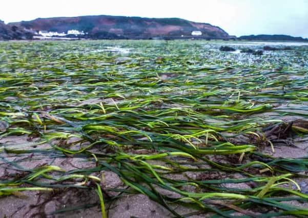 Seagrass is found in large quantities around the west coast of Scotland