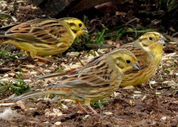 Yellowhammers numbers have fallen sharply. Picture: Contributed