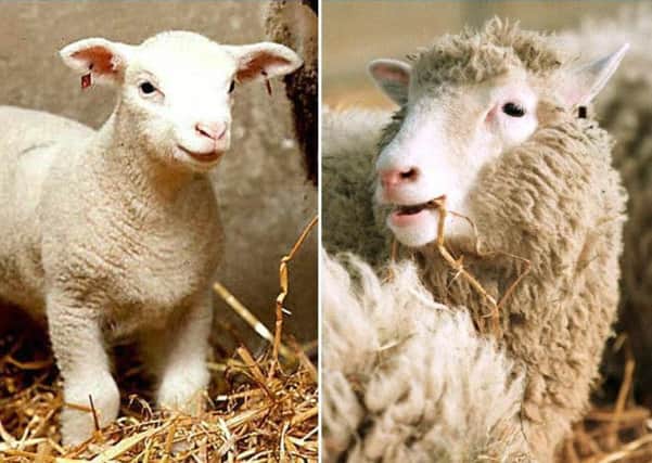 Dolly the Sheep became the first mammal to be cloned from an adult cell 20 years ago today. Picture: AFP/Getty