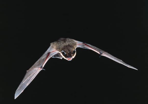 A pipistrelle bat. Picture: WWF-UK/PA