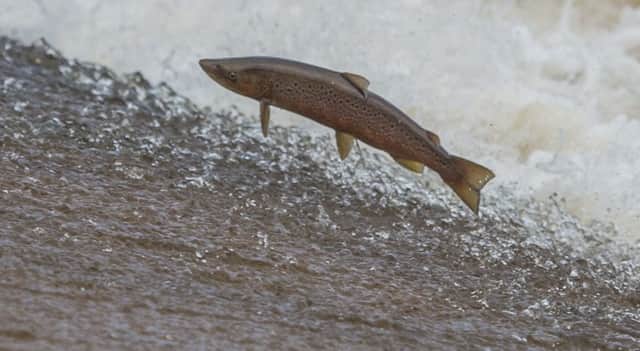 A salmon on the River Tweed near Philiphaugh Salmon Viewing Center, Selkirk. Picture: Phil Wilkinson
