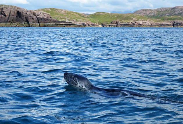 Seals are considered to have special powers on many islands. It is believed they could come ashore and shed their skin to become beautiful human beings with amazing powers of seduction. Picture: Geograph.co.uk/Creative Commons