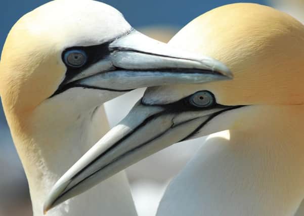 A gannet living on the Channel Islands has made the longest recorded fishing trip for the species. Picture: Lesley Martin