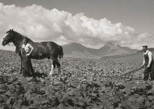 Grubbing cabbages on Muck by traditional farming methods in the early 1960s. The island was well known for producing high quality cabbages. Â© Scottish Life Archive, licensor Scran.