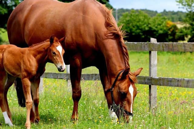 Bodi and mum Casey. PIC Horseback UK.
